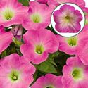 Afbeelding van Petunia P12 Magenta white